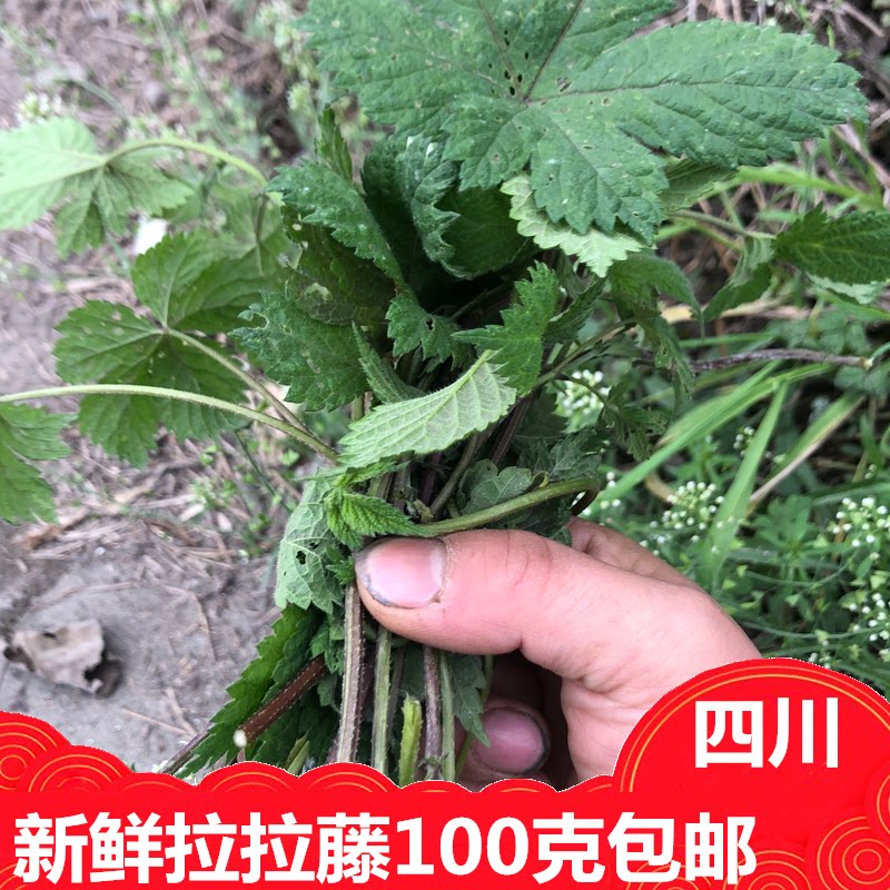 拉拉藤植物葎草泡茶泡酒