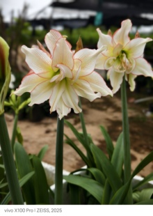 朱顶红滑稽演员自然球