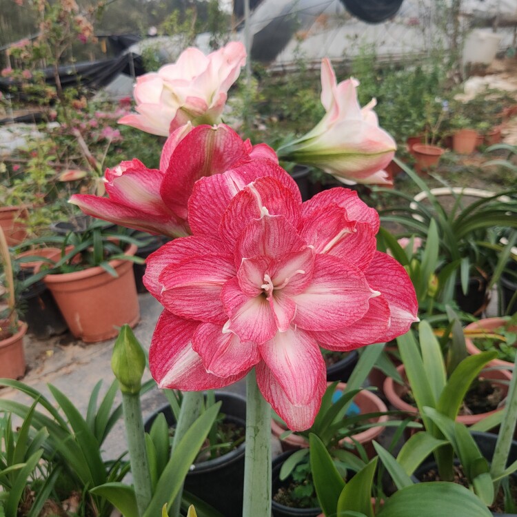 澳洲朱顶红克瑞斯/克莱西自然球