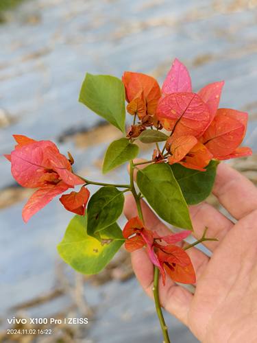 新品三角梅阿达娜 三角梅四季开花盆栽带花四季三角梅小苗爬藤苗