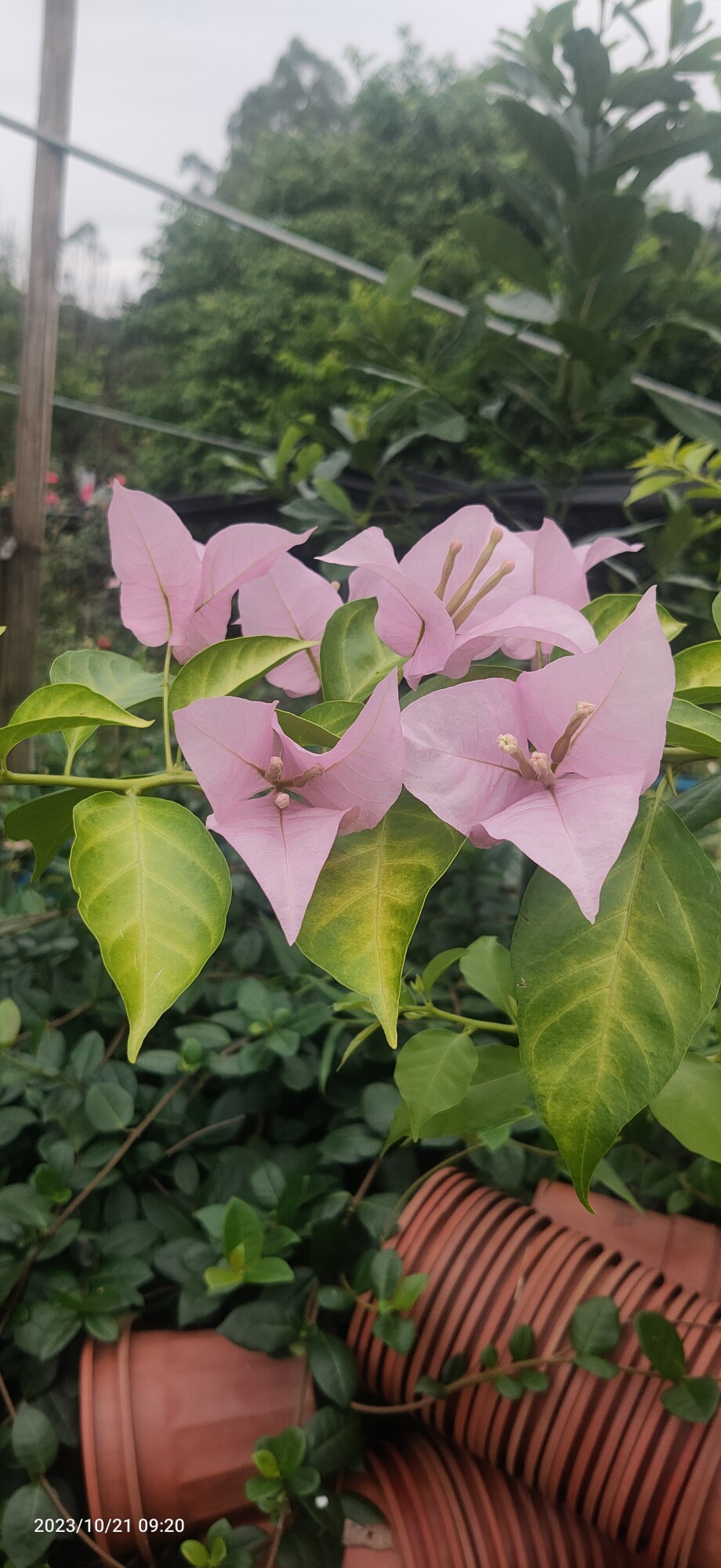 一物一拍木本花卉三角梅 粉天使三角梅