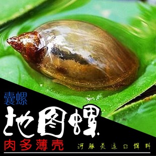 地图螺小型螺鱼缸清洁公高蛋白螺薄壳河豚鱼食造景鱼缸淡水螺活体