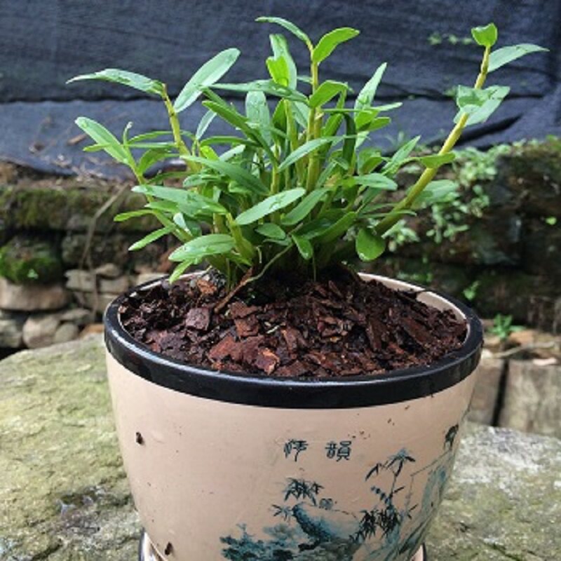 4年正宗米斛苗大苗盆栽4年超铁皮石斛苗正宗枫斗清仓米斛苗送基质