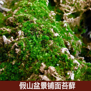 吸水石假山鲜活苔藓微景观造景苔藓假山盆景迷你植物盆栽DIY材料