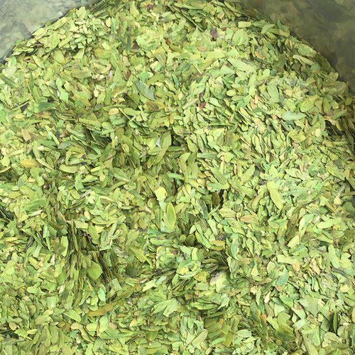 2026年新茶龙井茶碎茶浓香杭州