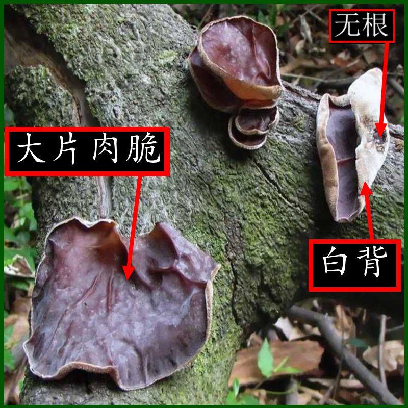 湖南特产湘西野生大非500g木耳