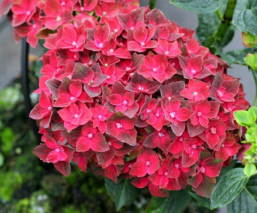 微雨花园大花绣球魔幻城堡耐晒矮壮直立性好 庭院花卉盆栽植物