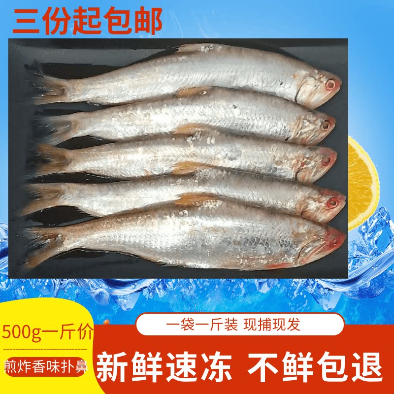 鲜活新款单品海鲜海捕黄鲫油扣鱼 马口毛扣新鲜特产烤子鱼连云港