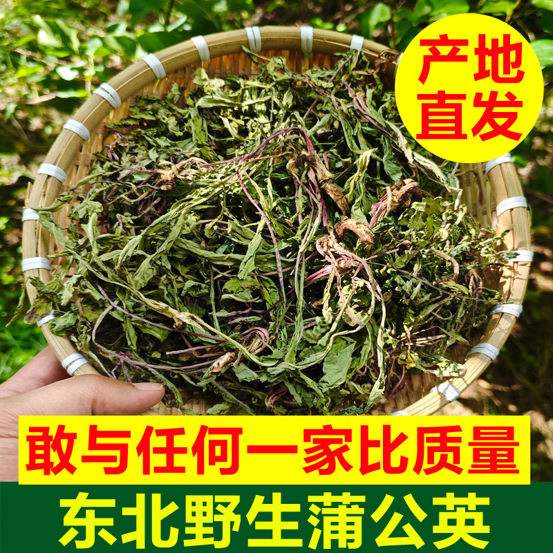 东北野生蒲公英全草茶泡水