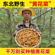 东北野生黄花菜干货干黄花菜金针新货干品凉拌新黄花菜干正宗原色