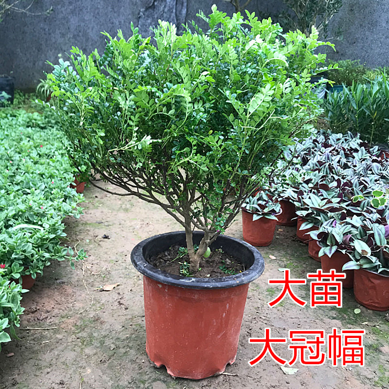 清香型胡椒木盆栽花卉室内外驱蚊草植物树苗办公室桌面绿植带香味