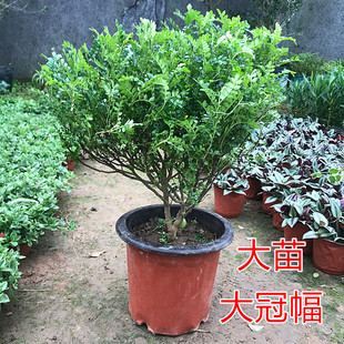 清香型胡椒木盆栽花卉室内外驱蚊草植物树苗办公室桌面绿植带香味