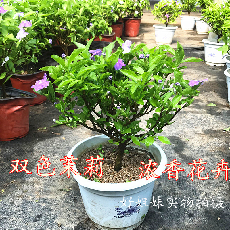 双色茉莉花盆栽浓香型四季开花变色鸳鸯茉莉阳室内外植物花卉大苗