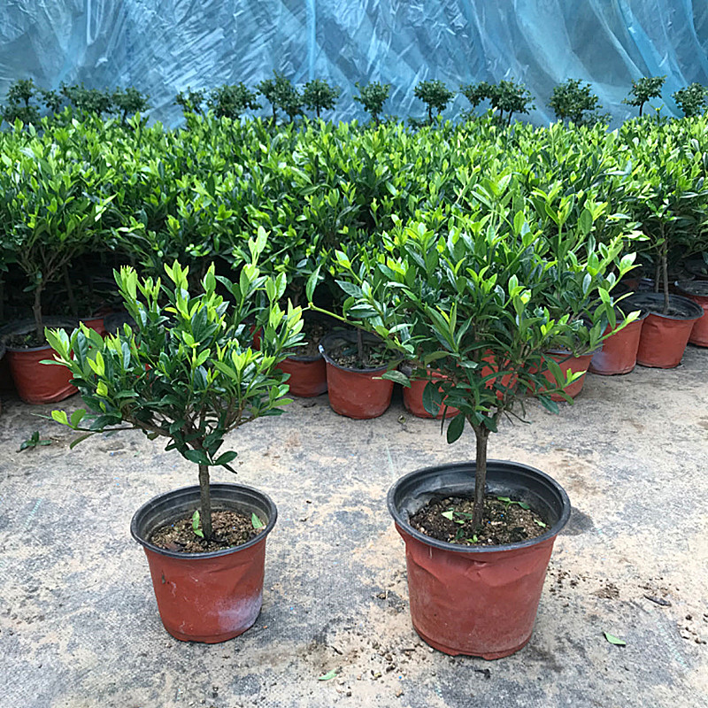 栀子花盆栽小叶独杆浓香型花卉大花绿植净化空气盆栽地栽四季开花图片