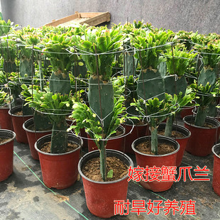 仙人掌嫁接蟹爪兰双层嫁接令箭荷花四季开花多肉植物盆景花卉盆栽