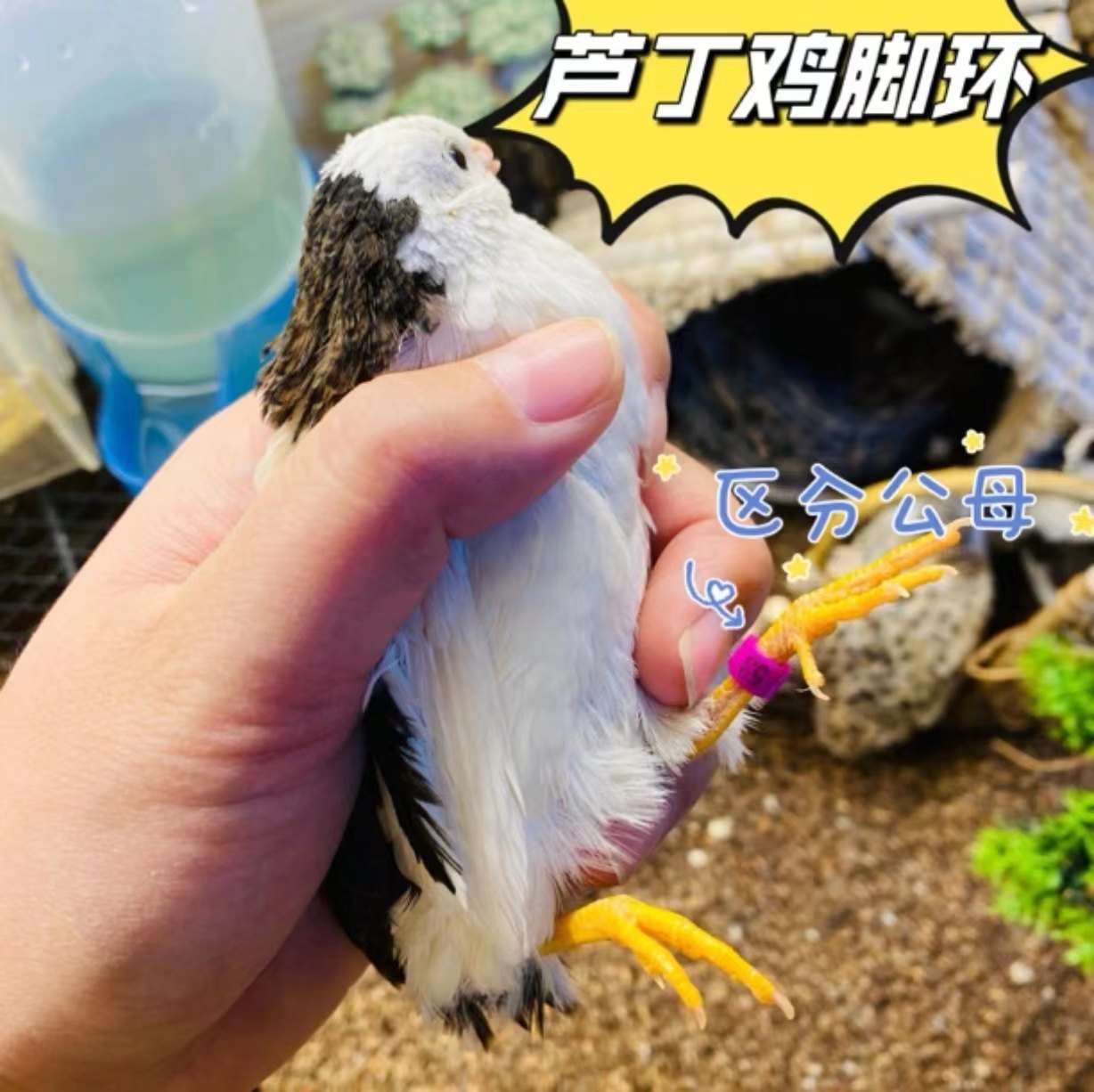 oldk鹦鹉脚环识别公母芦丁鸡分辨公母区分鸟用脚环标记记号脚圈