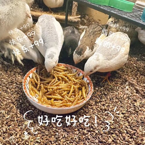 面包虫干黄粉虫干高蛋白芦丁饲料