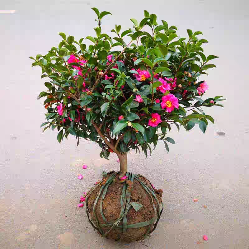 茶梅花盆栽树苗四季常青树财神阳台老桩带花苞庭院绿化苗耐寒花卉