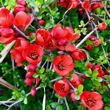 贴梗海棠花盆栽树苗盆景重瓣老桩庭院绿植物四季花卉开花好养易活