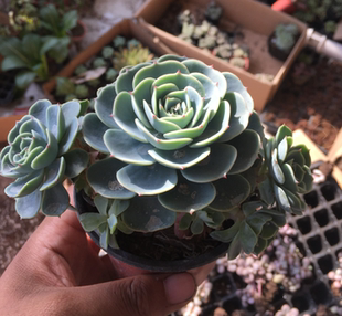 多肉植物玉蝶 石莲花、石莲花多头、石莲掌、莲花掌景天科5-8cm