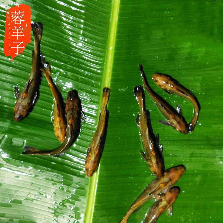 蓉羊子生鲜农家新品四川特产生态放养鲜活齐头黄鱼牛尾巴鱼火500g