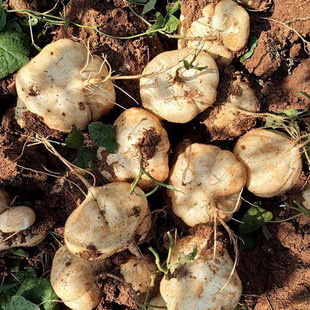 牧马山地瓜种子凉薯种籽白瓤香甜庭院种植沙葛土瓜农家蔬菜种子孑