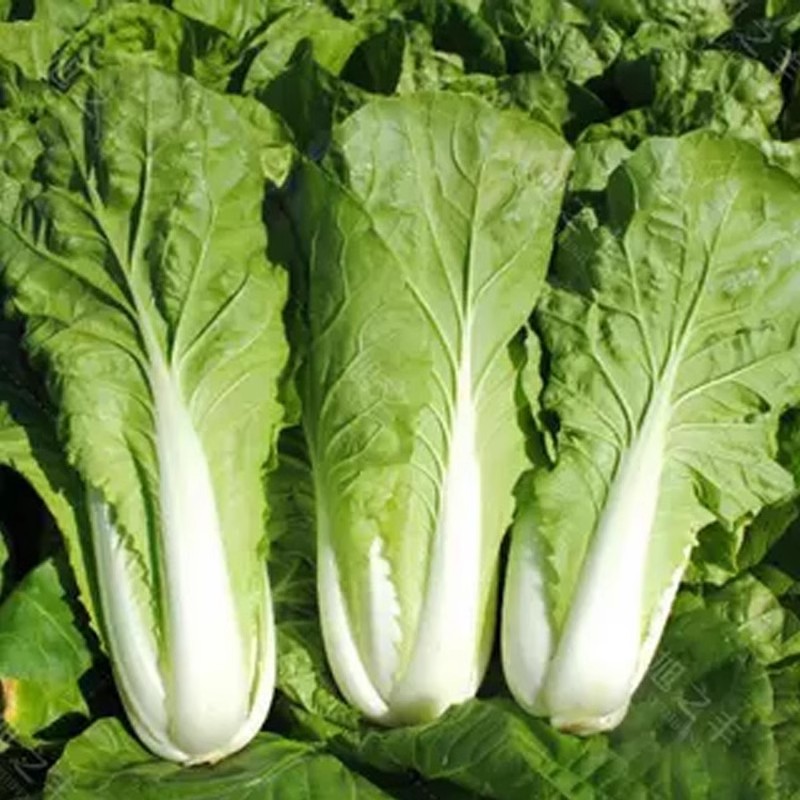 快菜种子奶油小白菜种籽四季易种