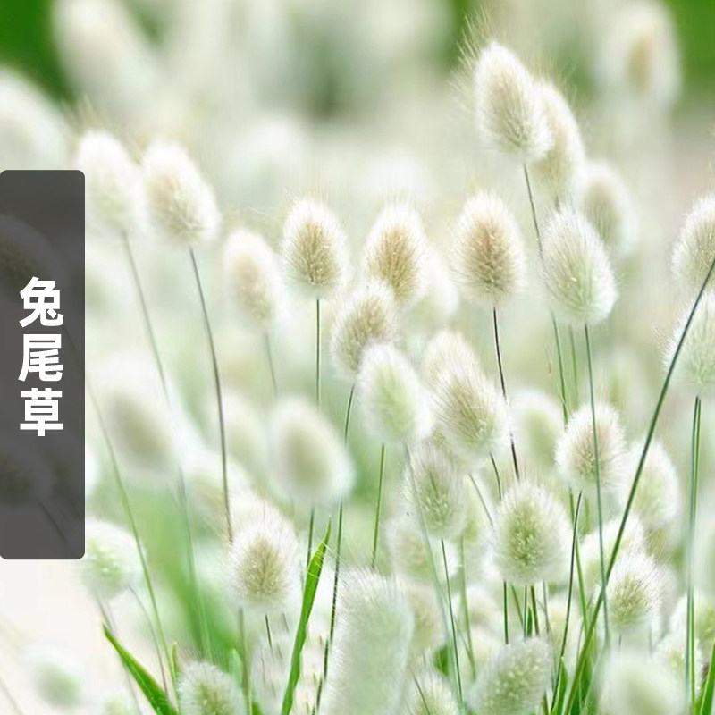 兔尾草种子狐狸尾观赏兔子尾巴草籽四季播阳台盆栽室外庭院花种子
