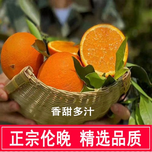 好吃停不下来的伦晚脐橙现摘现发
