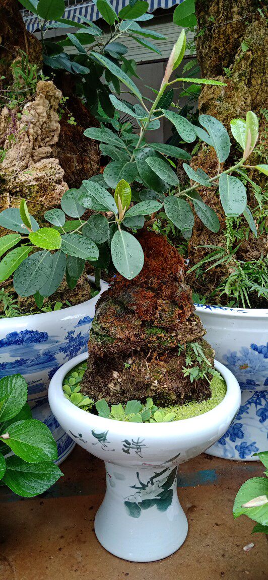 吸水石云南盆景室内易养活绿植榕树四季常绿净化空气高山榕观赏