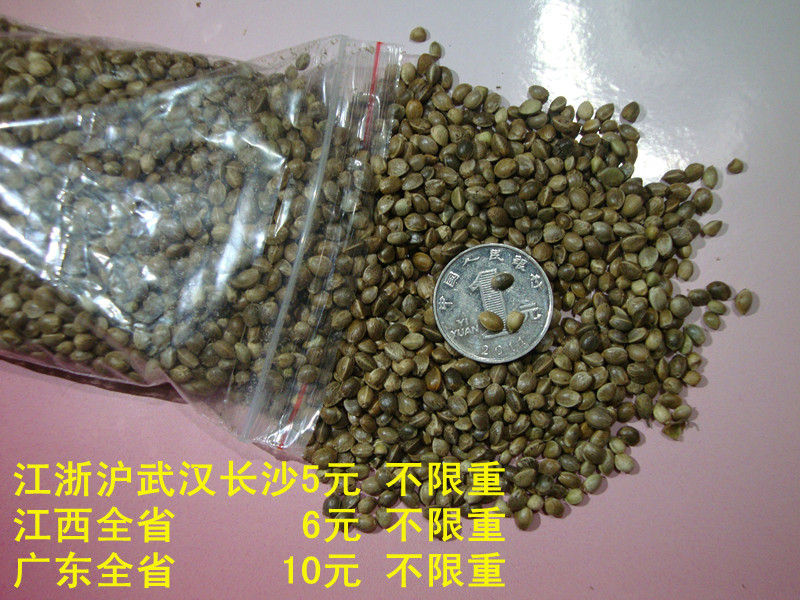 全國包郵松鼠零食麻子倉鼠最愛金絲熊松鼠亮毛愛火麻仁500克
