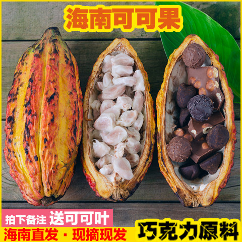 可可果新鲜可可巧克力原材料可可粉原料coco现摘自己果地海南发货_虎窝淘