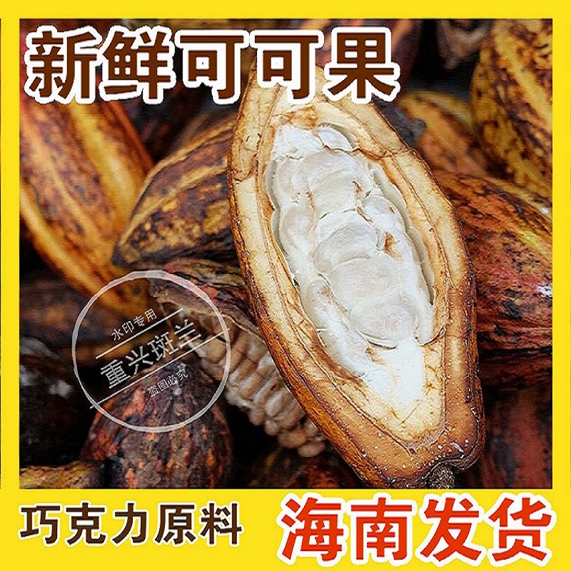 可可果新鲜可可巧克力原材料可可粉原料coco现摘自己果地海南发货