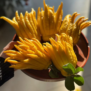 现摘新鲜佛手柑大果鲜果观赏可食用闻培清供天然香薰清香香薰