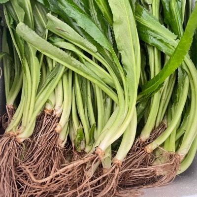 广西大明山两江大叶香菜鱼生料新鲜鱼生配菜产地直发调料凉拌香料