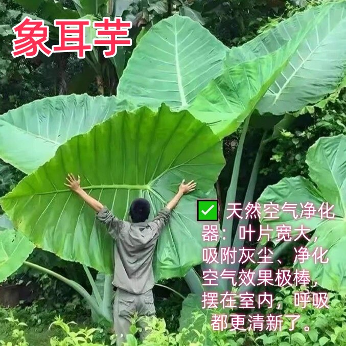 正宗象耳芋好养易活北欧风绿植