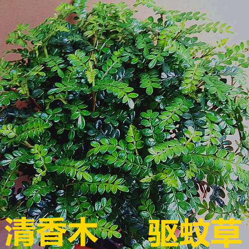 清香木盆栽好养室内客厅绿植