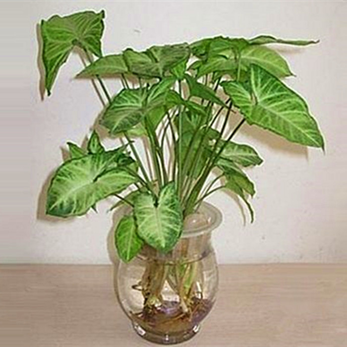 合果芋盆栽办公室桌面绿植