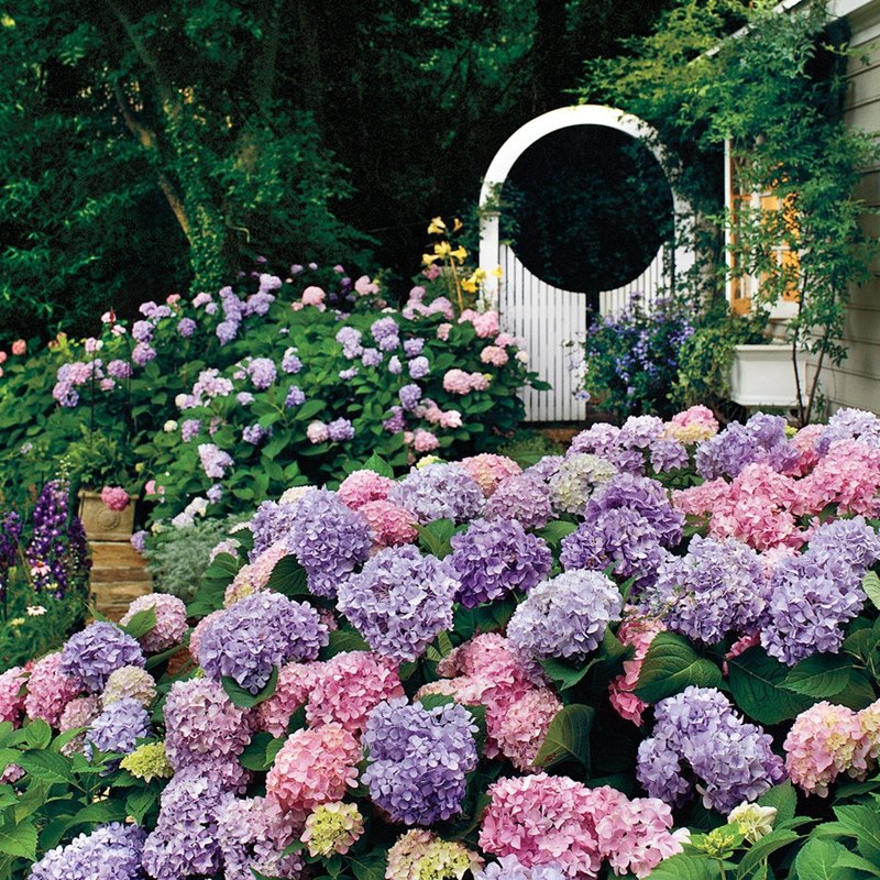 绣球花属价格 绣球花属图片 星期三