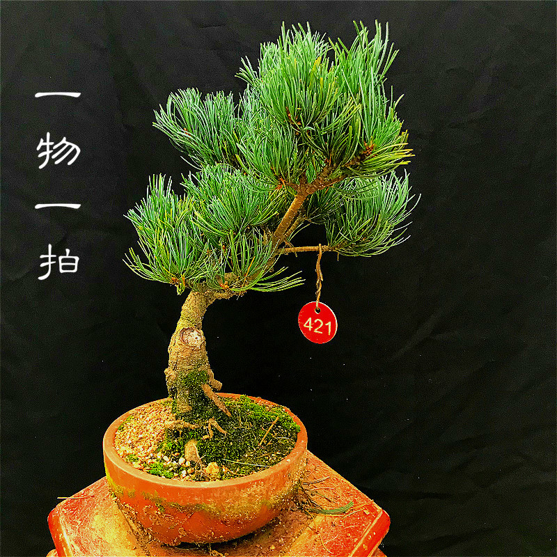 宫岛大阪松盆景树桩苗老桩五针松桌面绿植