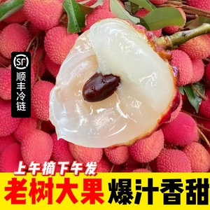 永春岵山现摘荔枝5斤装