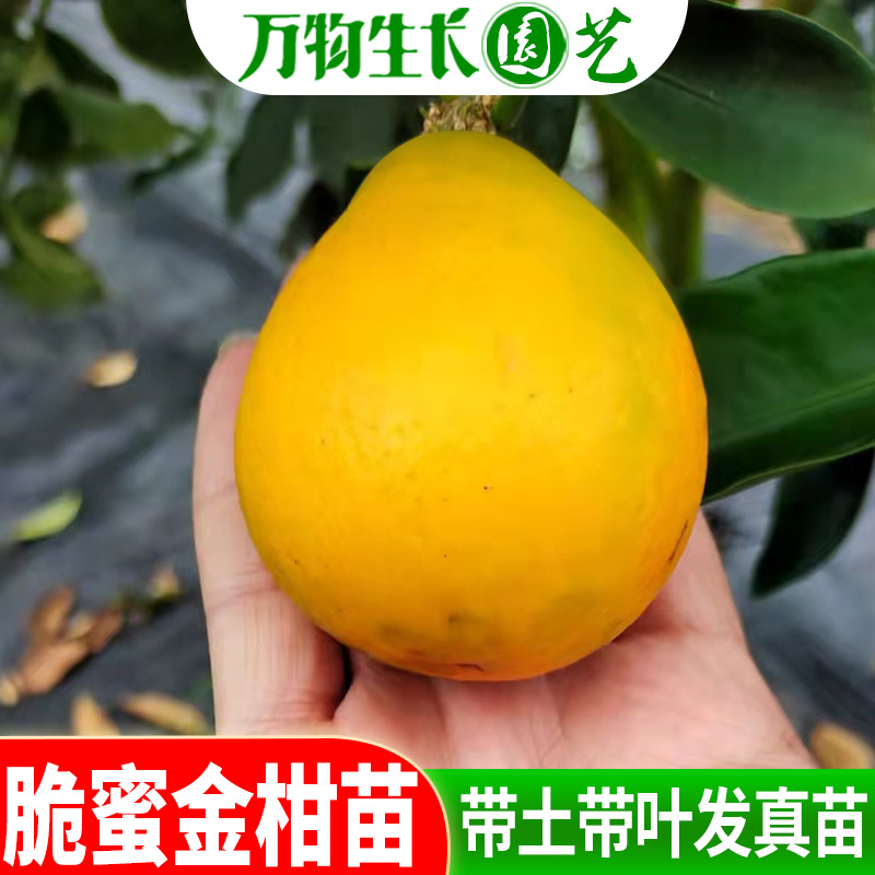 脆蜜金柑苗新品耐寒脆皮金桔嫁接苗果树苗大果苗盆栽金柑带土无核