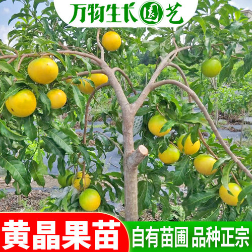 黄晶果树苗冬蜜久蜜四季白金一号黄金果嫁接苗苗台湾名贵果树苗