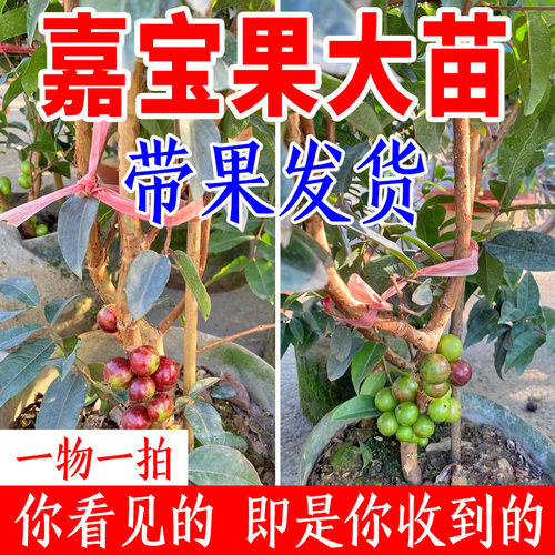 嘉宝果大苗四季艾斯卡嘉宝果苗名贵树葡萄苗果树苗盆栽带果发货