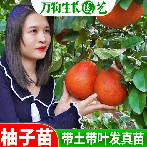 柚子树苗广西容县沙田柚树苗嫁接泰国暹罗香水三红柚苗盆地栽果苗