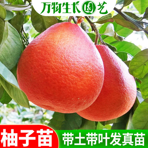 泰国红宝石青柚苗 果树苗新品种泰国暹罗三红蜜柚苗红心柚子树苗1