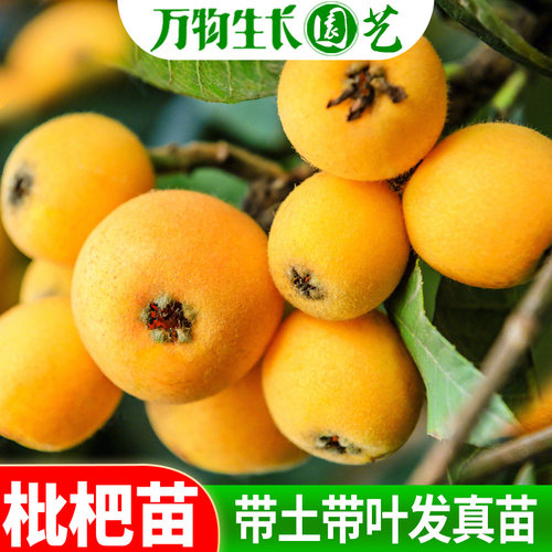 枇杷苗树苗大五星枇杷苗甜枇杷庭院盆栽嫁接果树苗木包成活包结果