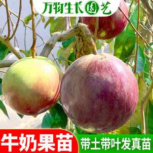 越南牛奶果嫁接苗星苹果苗热带果苗 金星果牛奶果树苗地栽 紫龙
