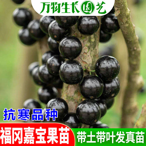 嘉宝果苗台湾进口福冈嘉宝果树苗名贵水果盆栽果苗树葡萄苗