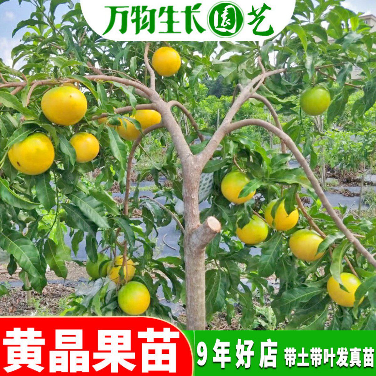 黄晶果树苗冬蜜久蜜四季白金一号黄金果嫁接苗苗台湾名贵果树苗